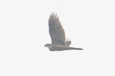 Eurasian Goshawk - ML625521002