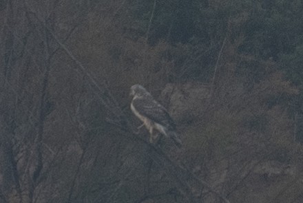 Eurasian Goshawk - ML625521003