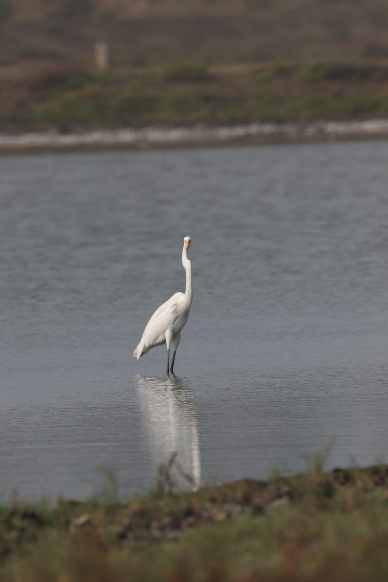 Great Egret - ML625521027