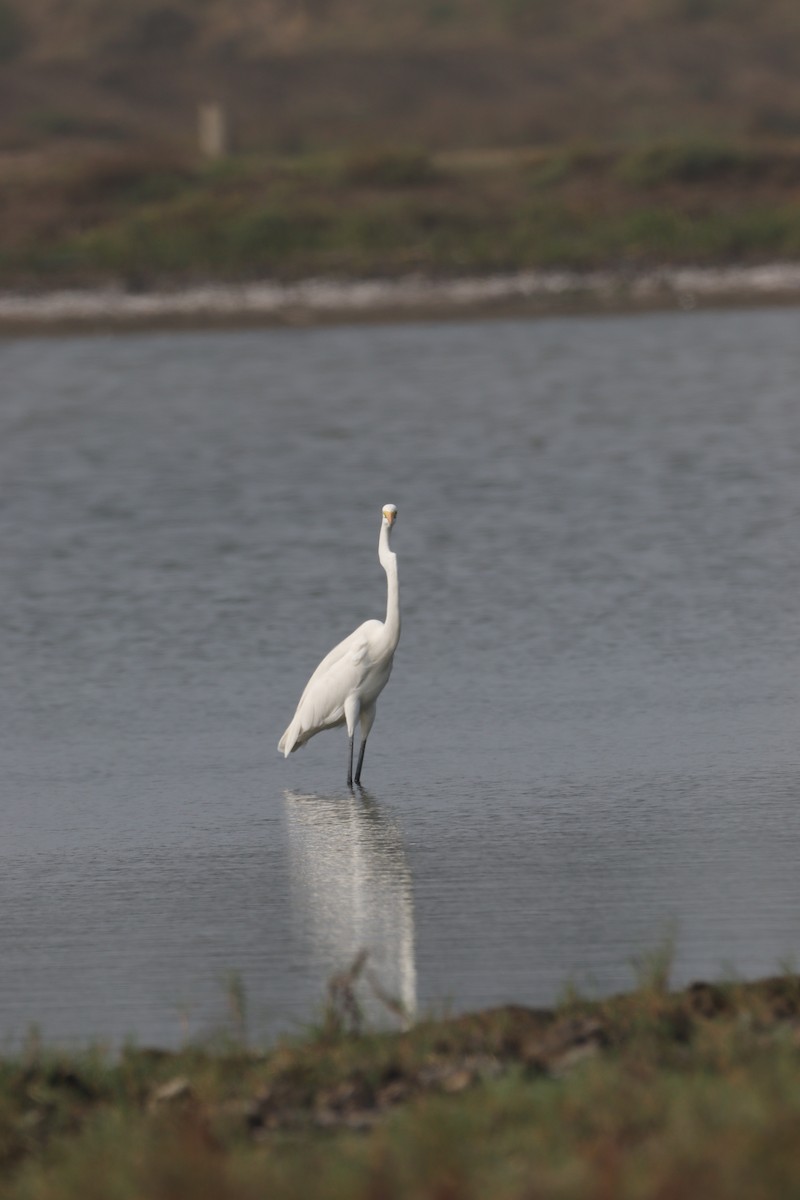 Great Egret - ML625521028