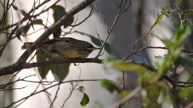 Spotted Scrubwren - ML625521055