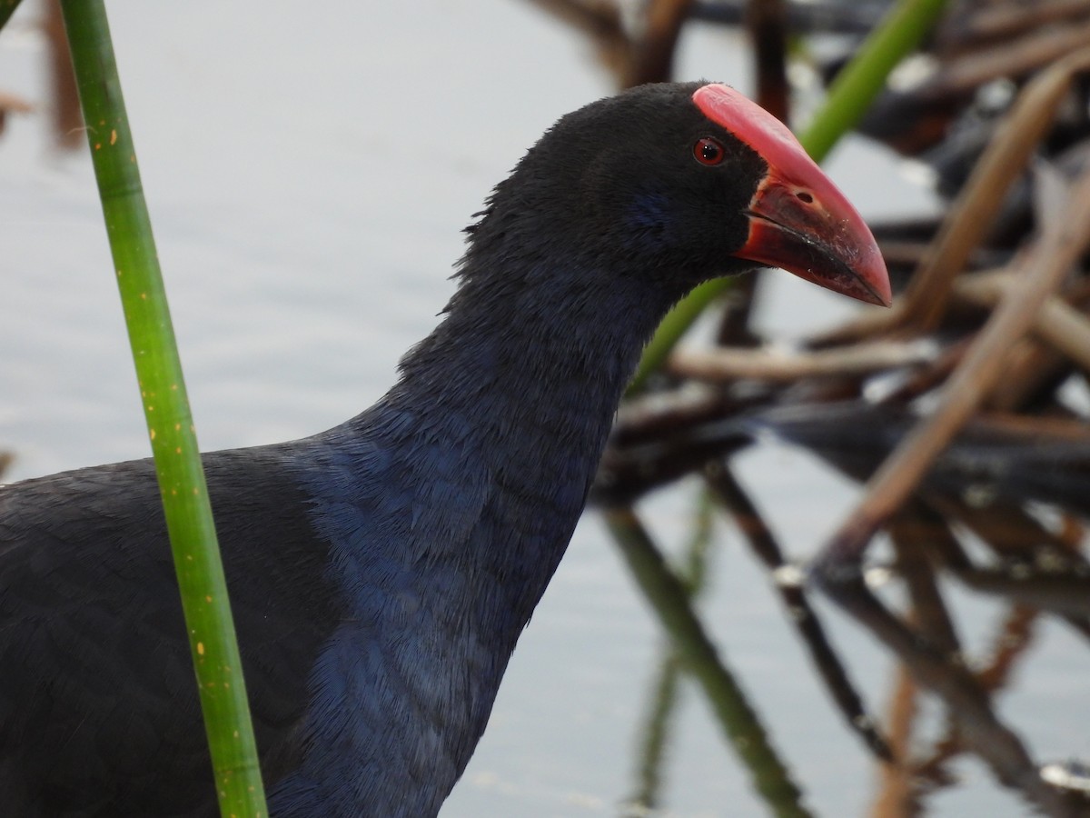 Australasian Swamphen - ML625521189