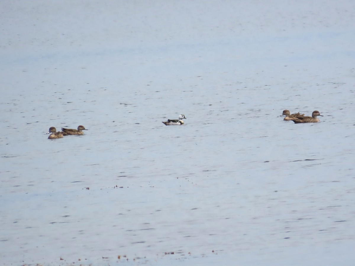 Cotton Pygmy-Goose - ML625521191