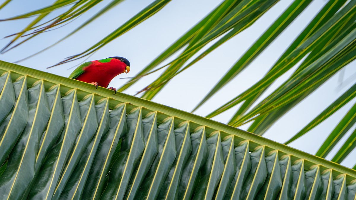 Collared Lory - ML625521206