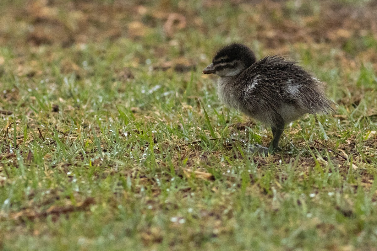 Maned Duck - ML625521260