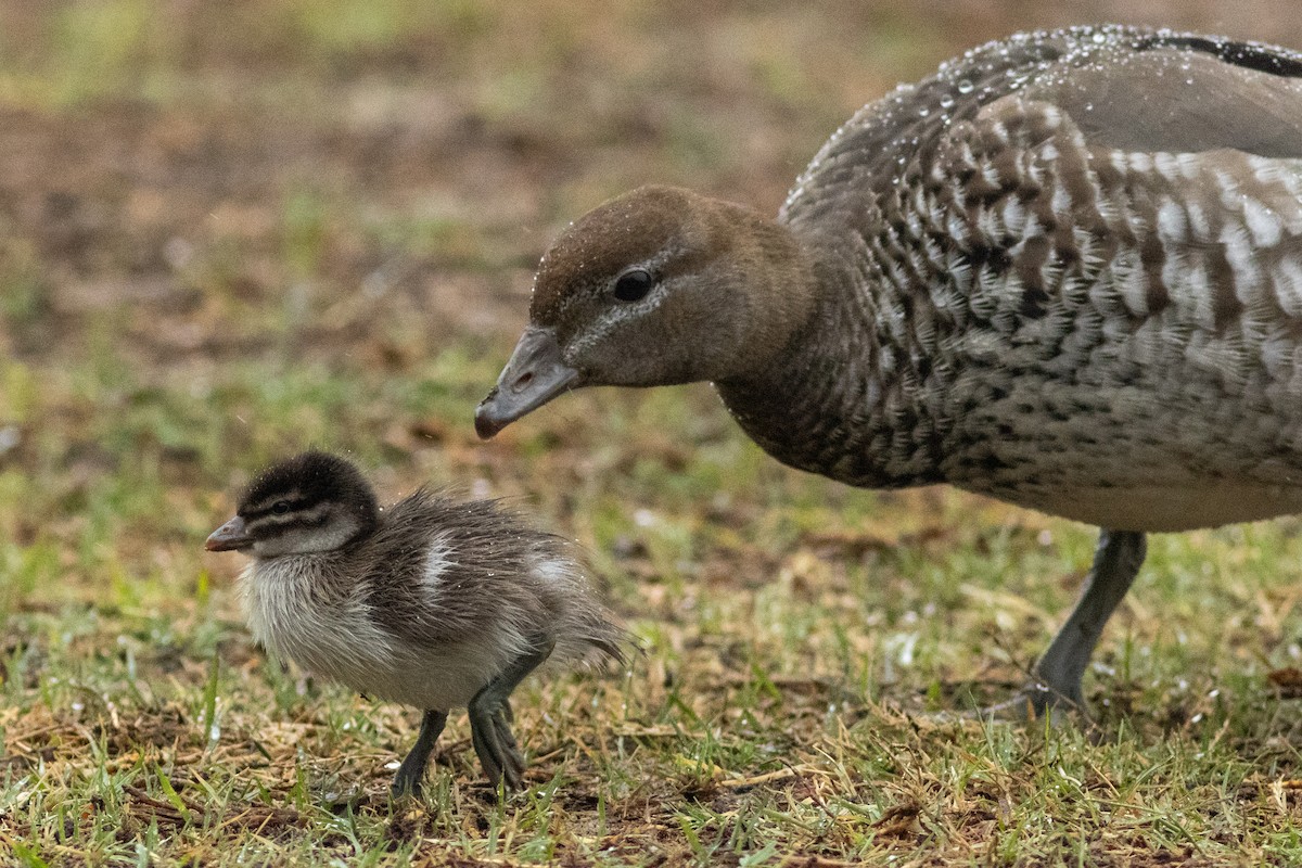 Maned Duck - ML625521261
