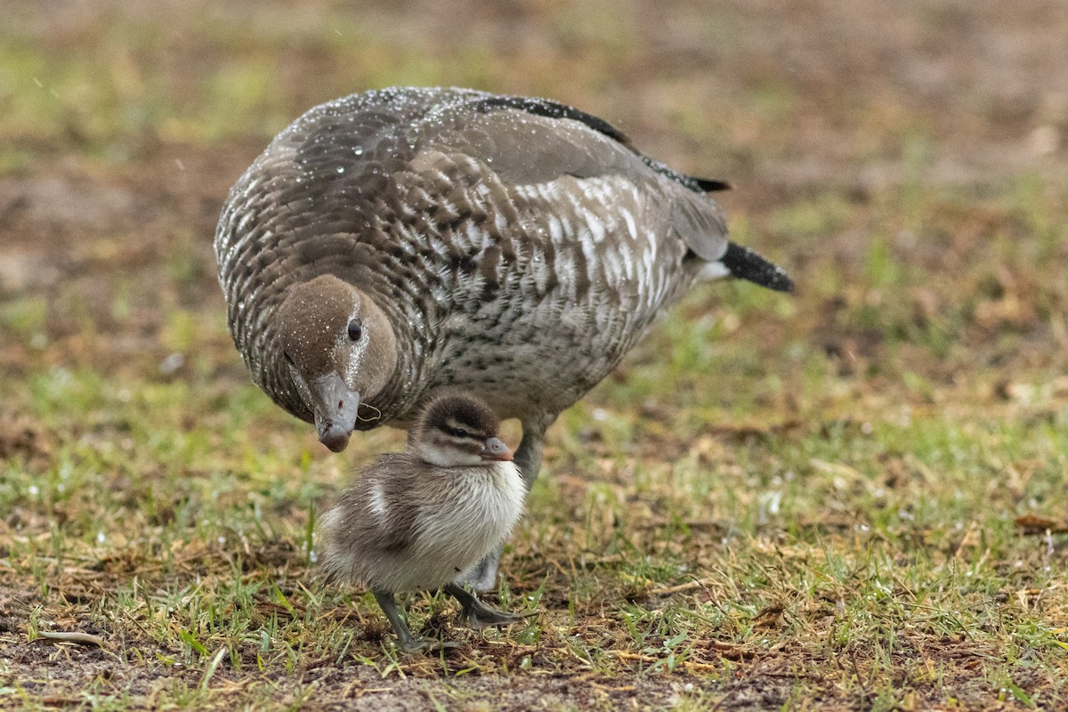 Maned Duck - ML625521263