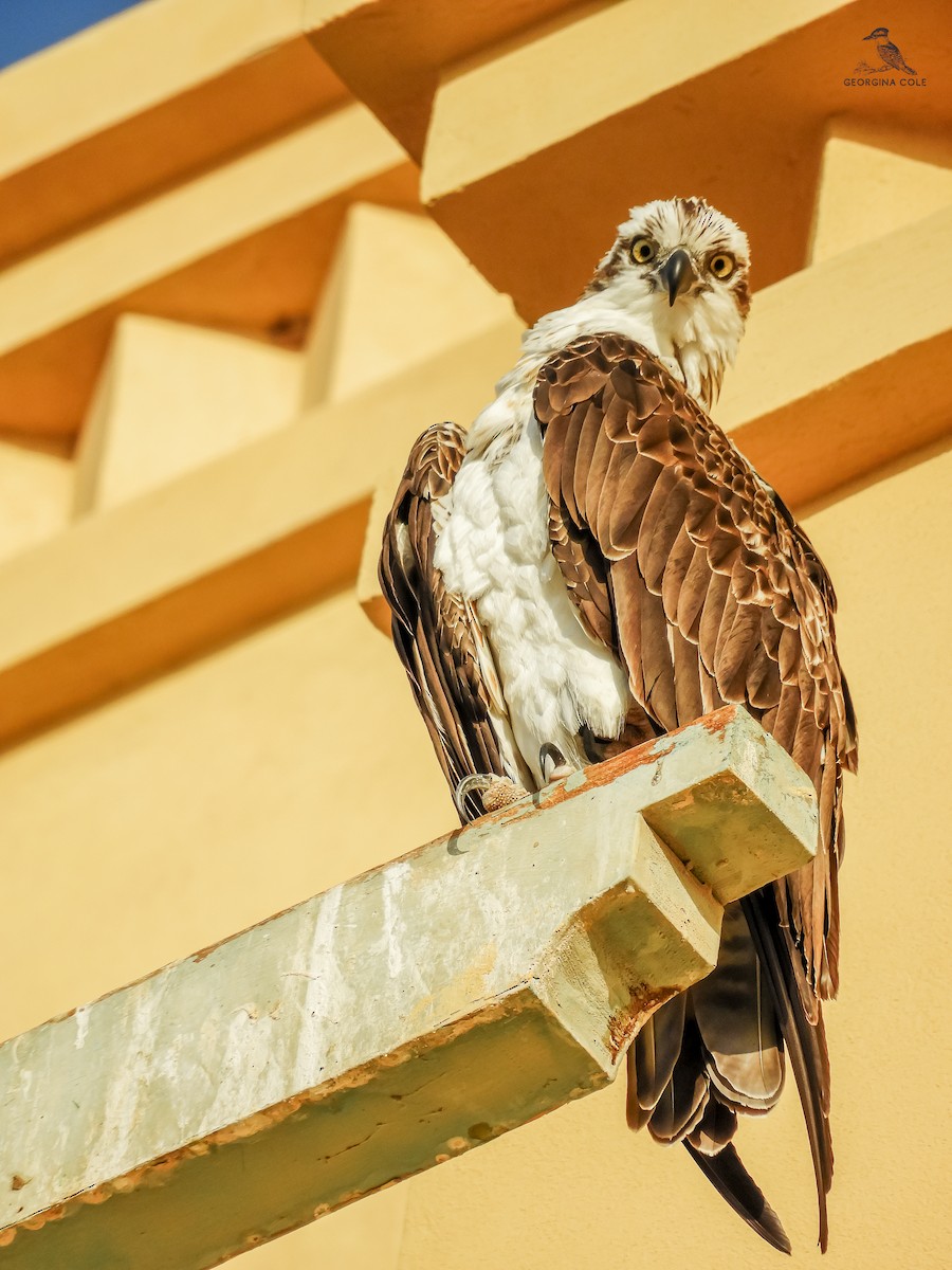 Osprey - ML625521299