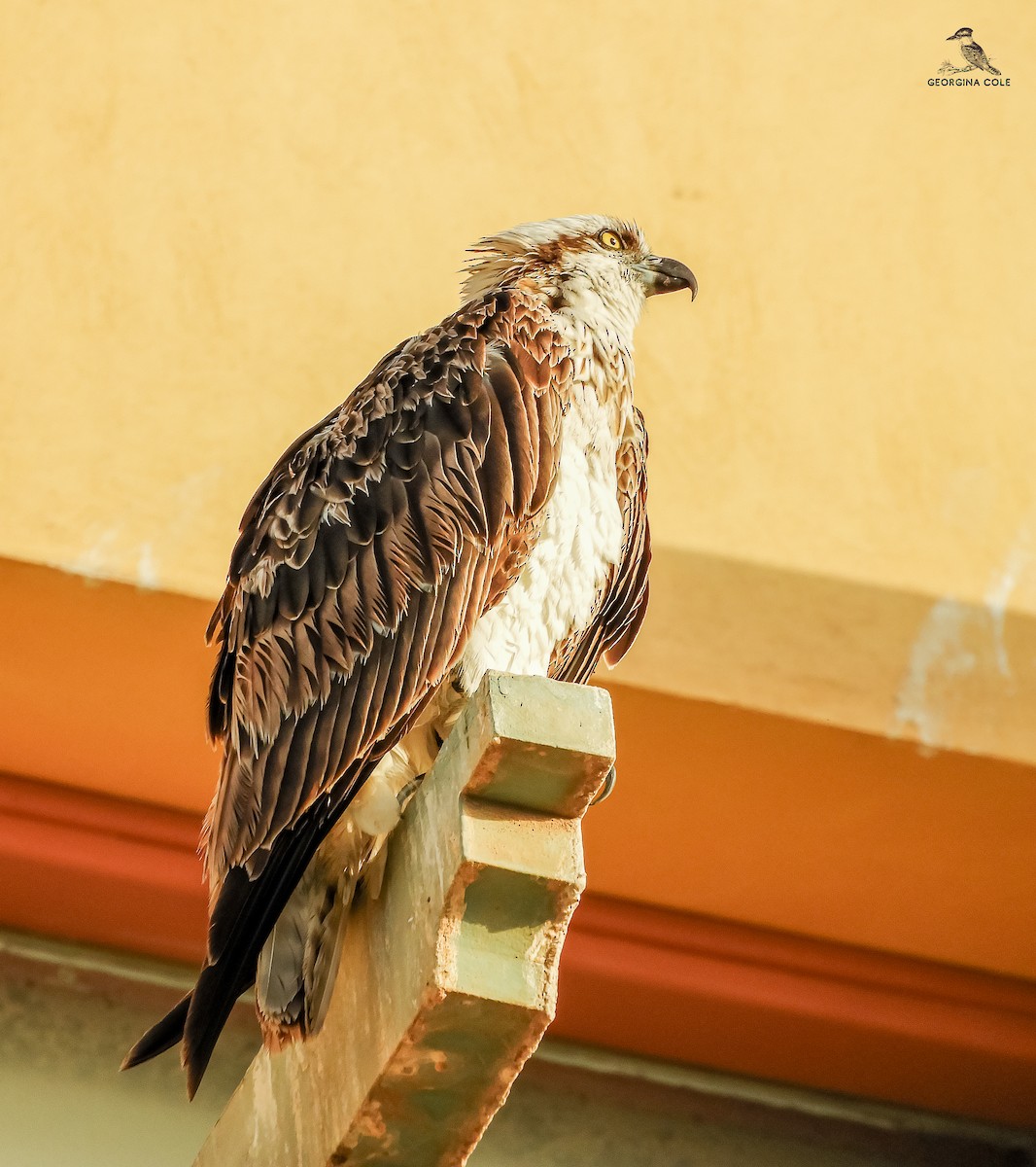 Osprey - ML625521302