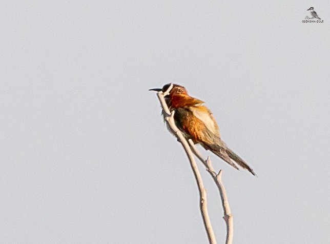 European Bee-eater - ML625521305