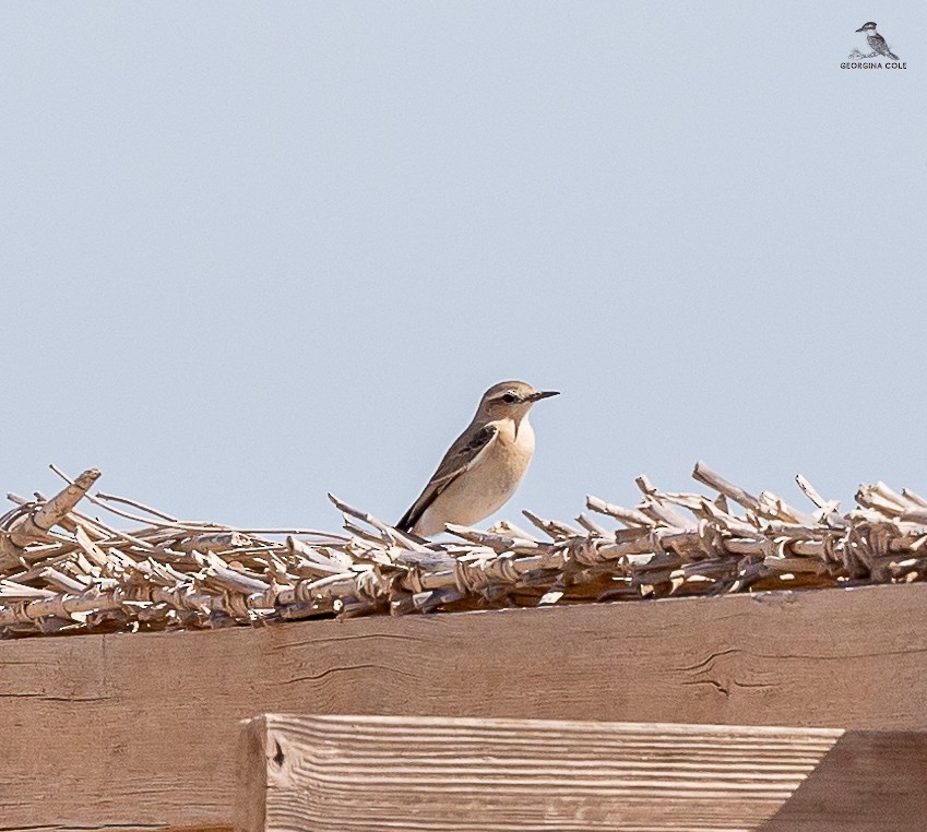 Northern Wheatear - ML625521312