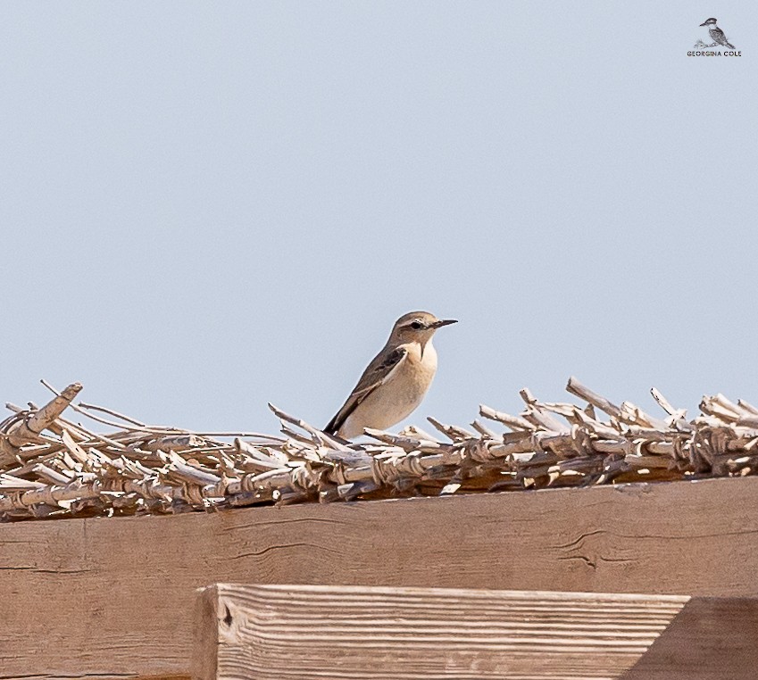 Northern Wheatear - Georgina Cole