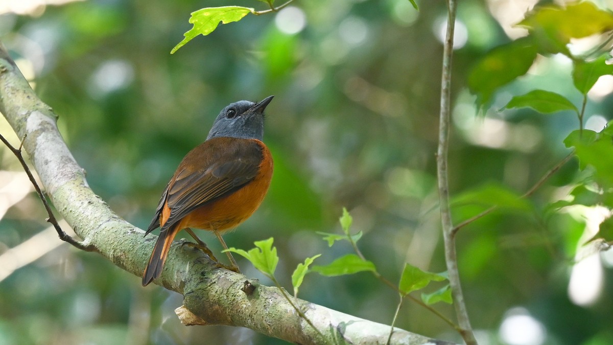 Amber Mountain Rock-Thrush - ML625521319