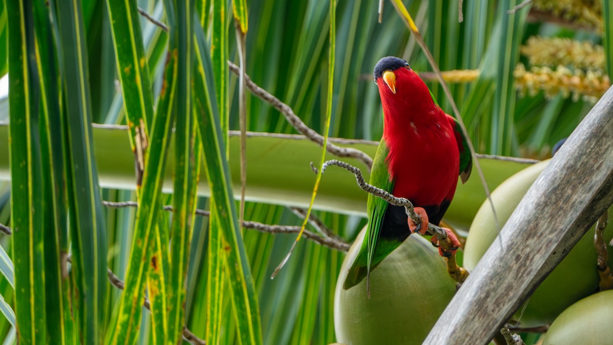 Collared Lory - ML625521342