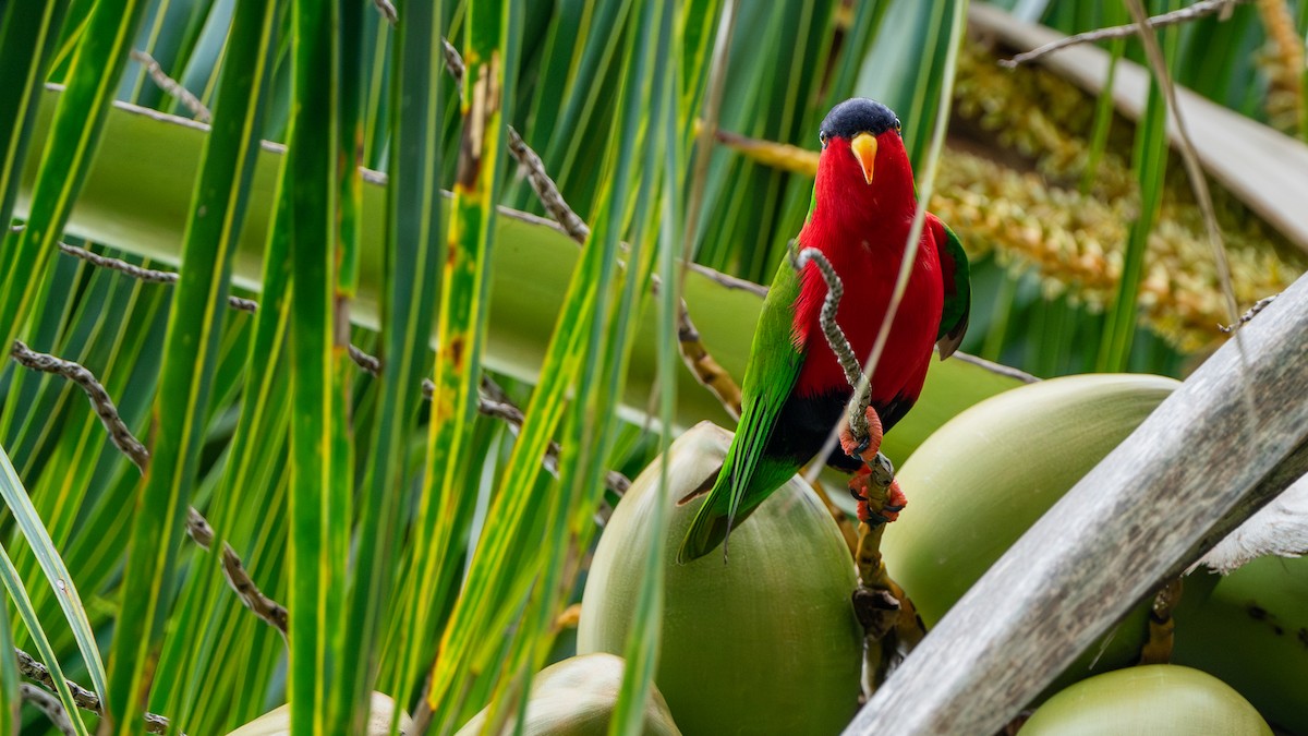 Collared Lory - ML625521343