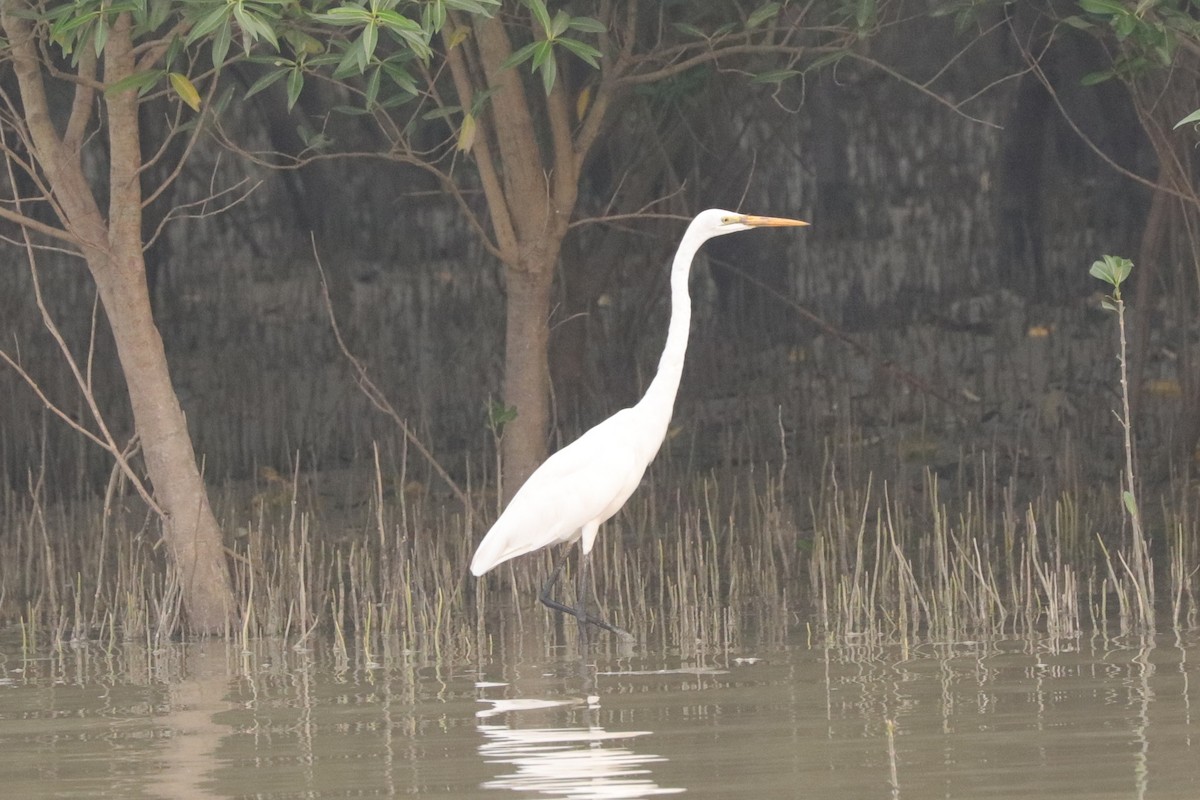 Great Egret - ML625521346