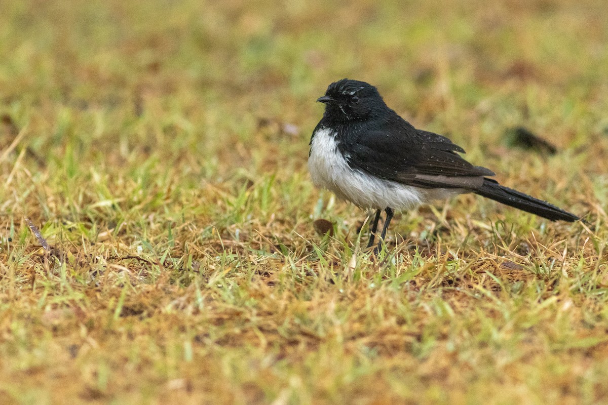 Willie-wagtail - ML625521375