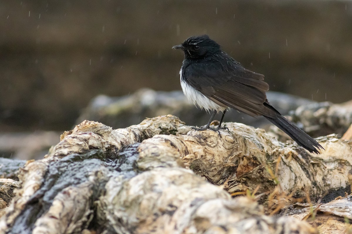 Willie-wagtail - ML625521376