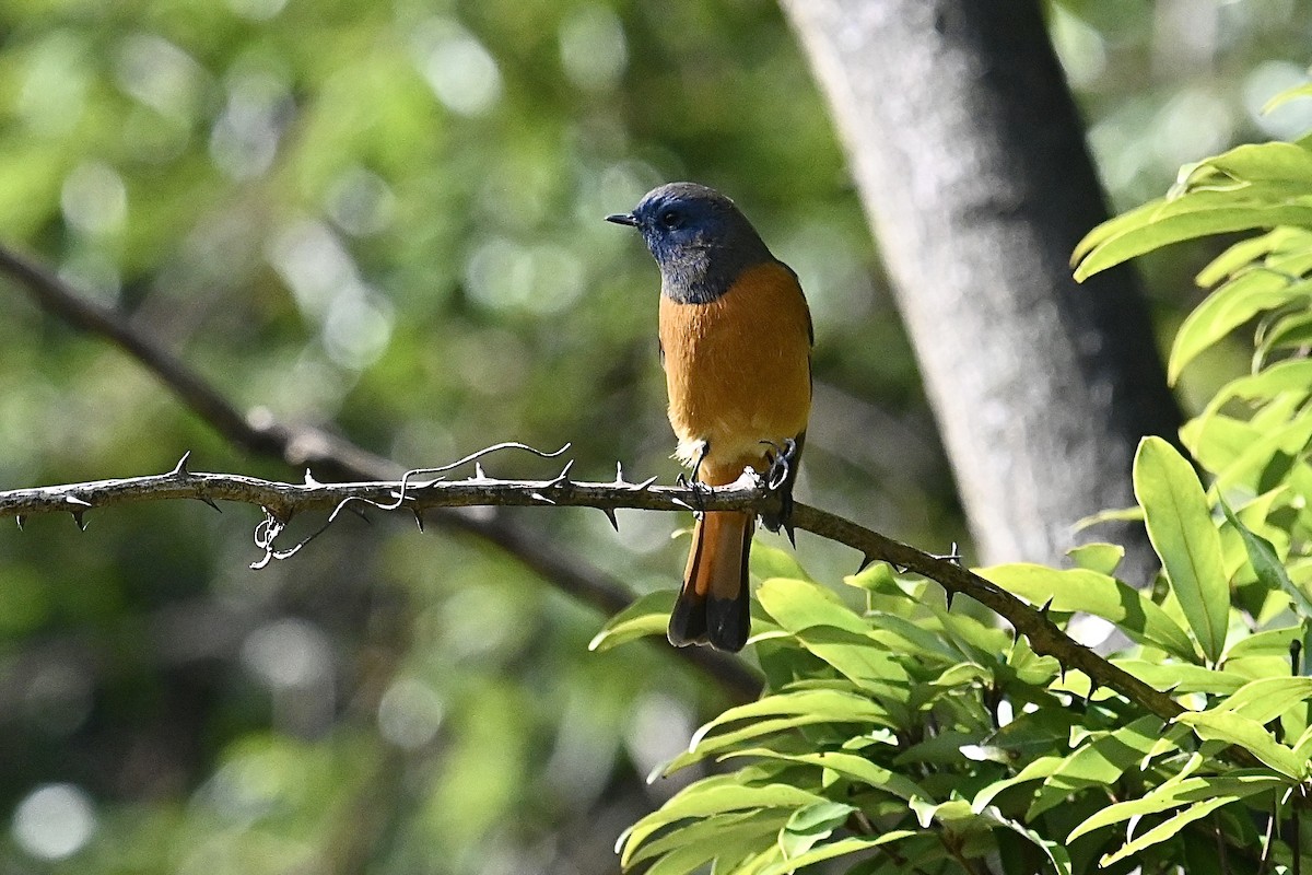 Blue-fronted Redstart - ML625521391