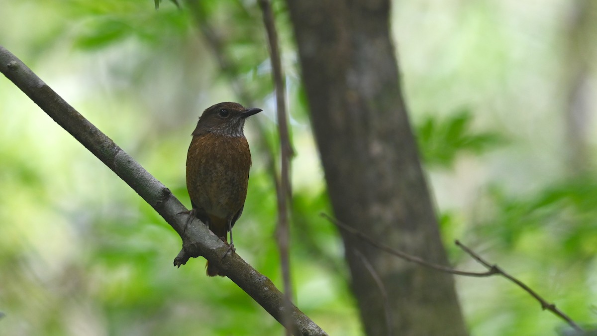 Amber Mountain Rock-Thrush - ML625521409
