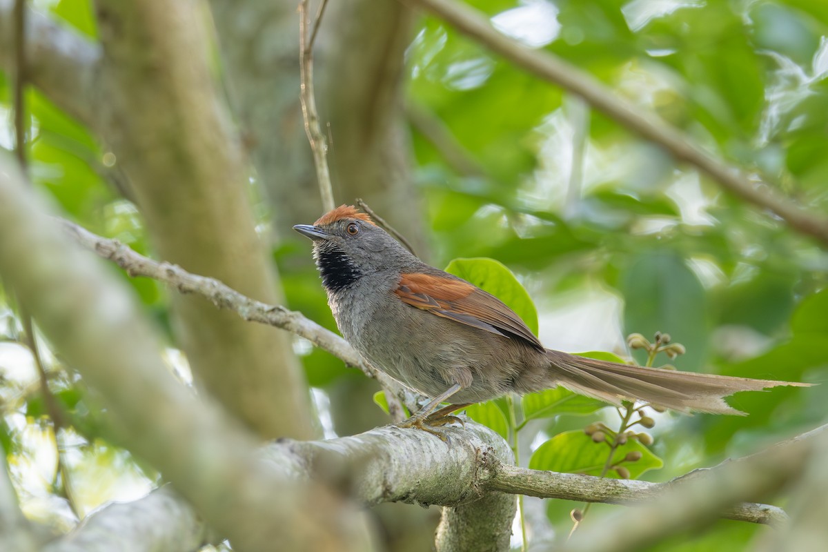 Spix's Spinetail - ML625521413