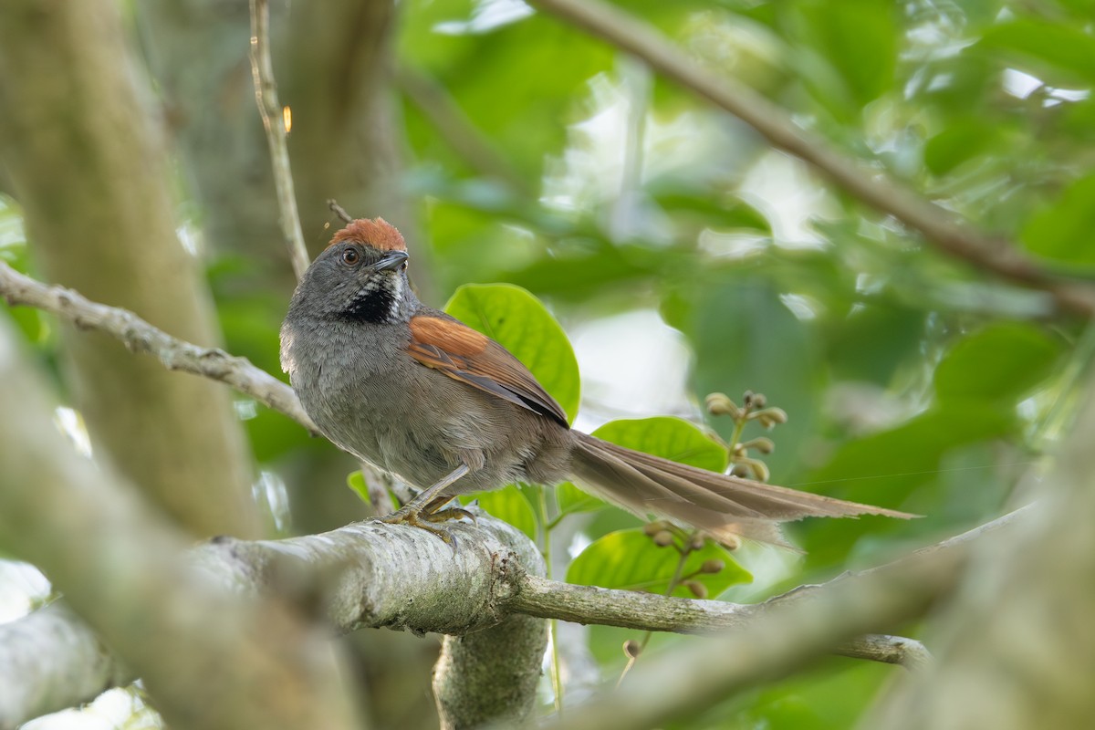 Spix's Spinetail - ML625521414