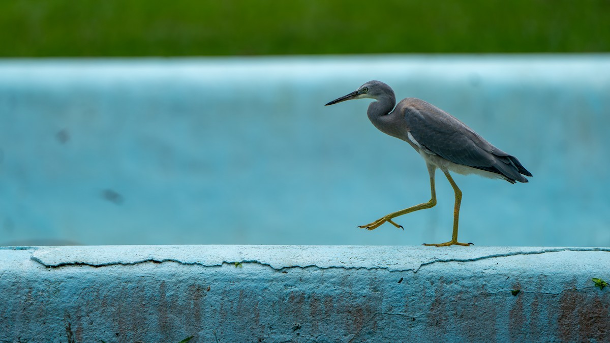 White-faced Heron - ML625521415