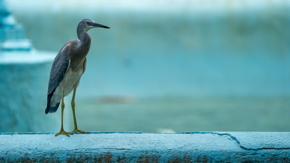 White-faced Heron - ML625521416