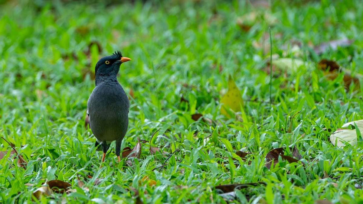 Jungle Myna - ML625521417