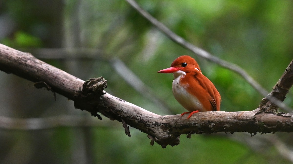 Madagascar Pygmy Kingfisher - ML625521483