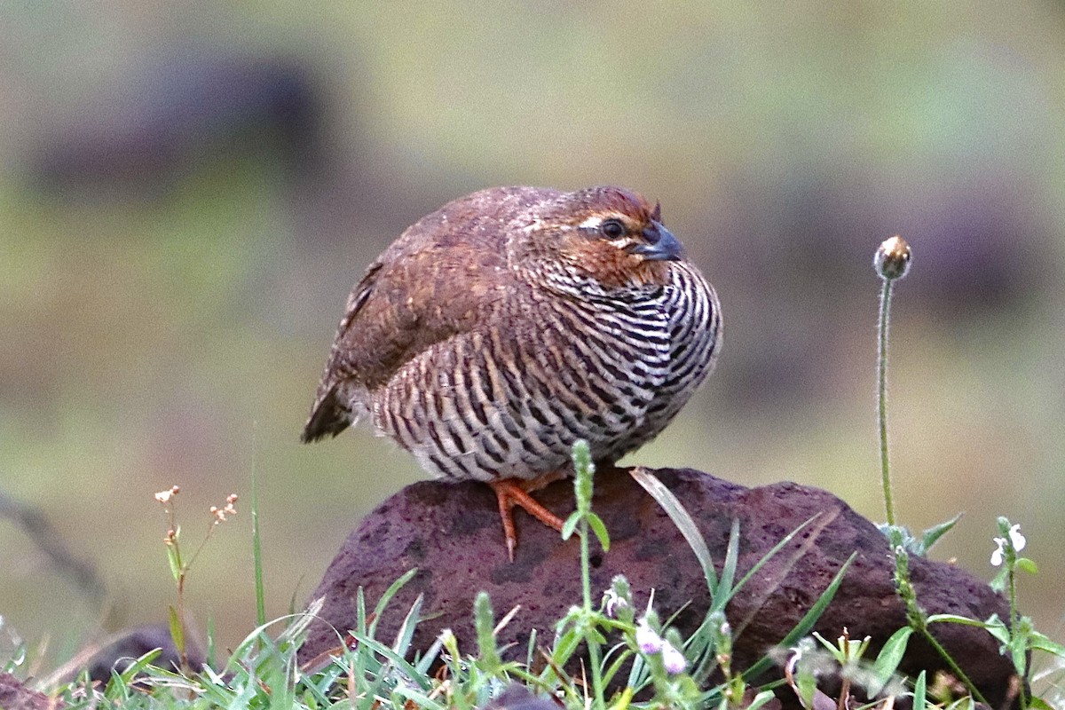 Rock Bush-Quail - ML625521542