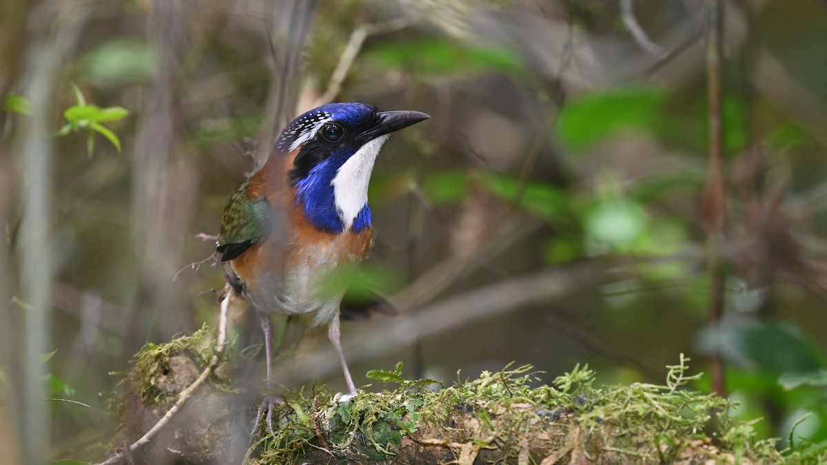 Pitta-like Ground-Roller - ML625521550