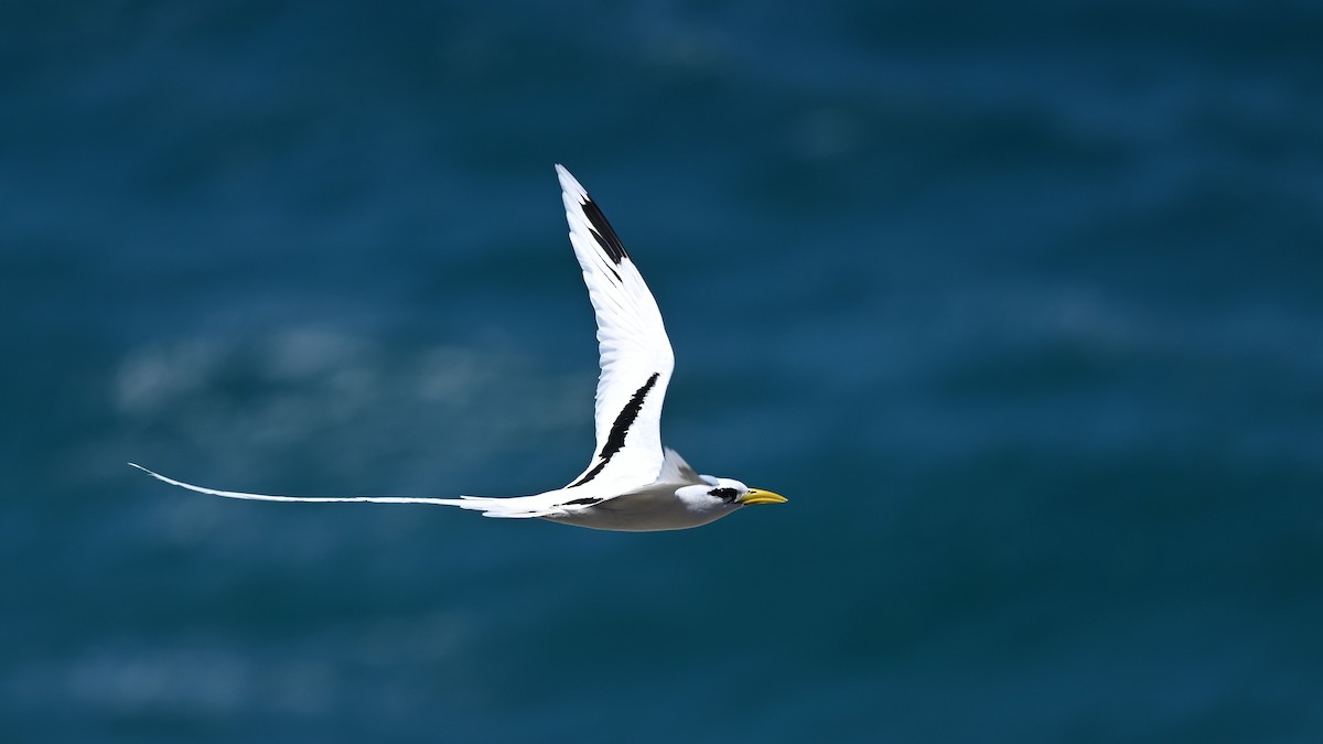 White-tailed Tropicbird - ML625521563