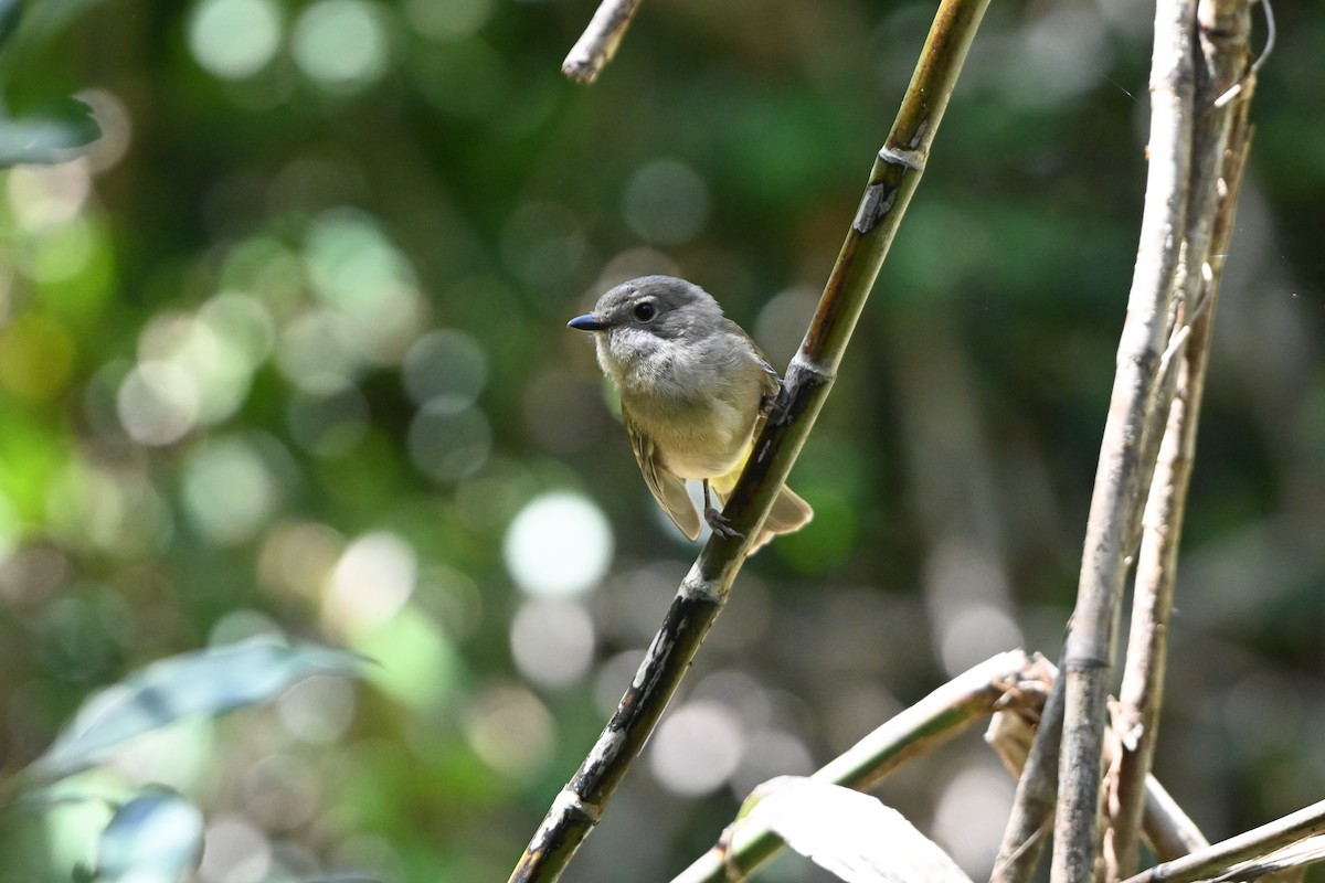 Golden Whistler (Eastern) - ML625521583