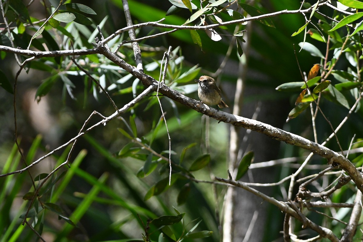 Brown Thornbill - ML625521592