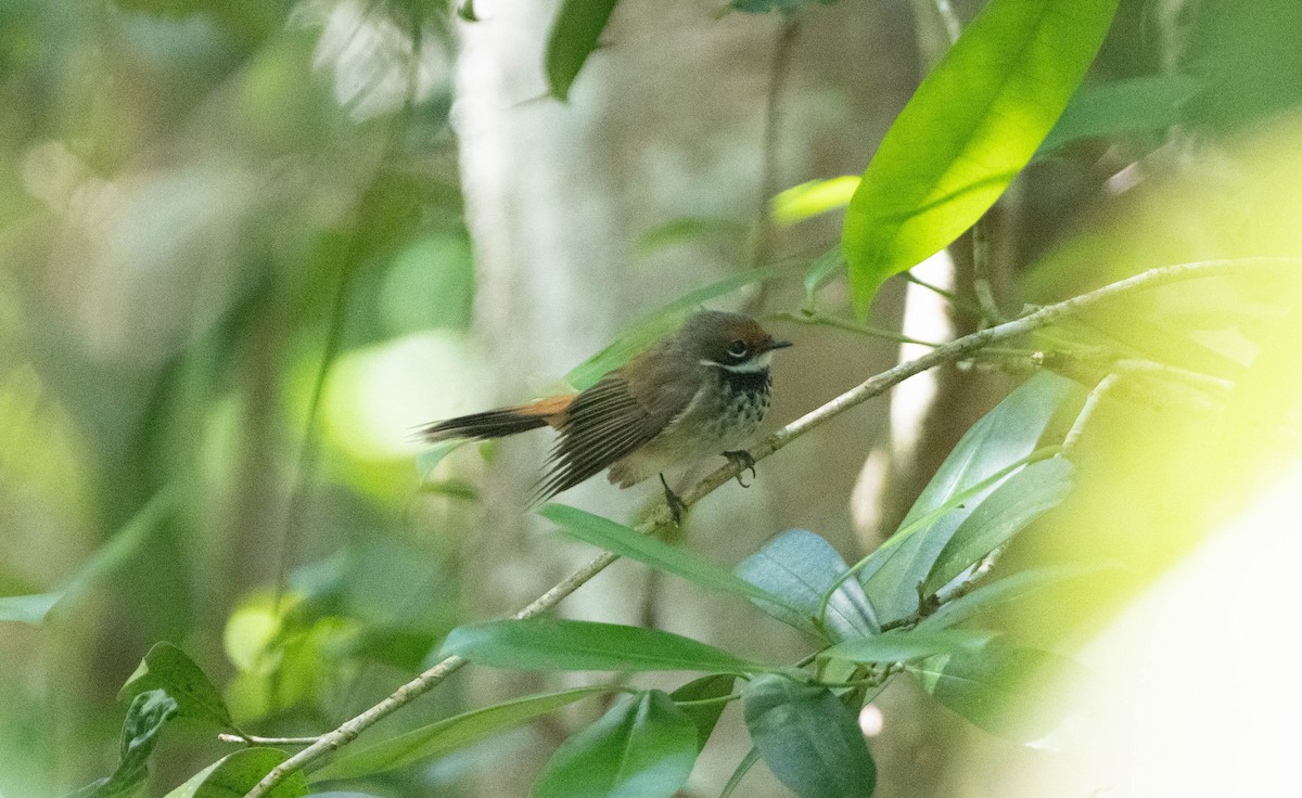 Australian Rufous Fantail - ML625521615