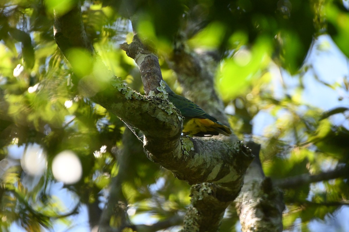 Rose-crowned Fruit-Dove - ML625521626