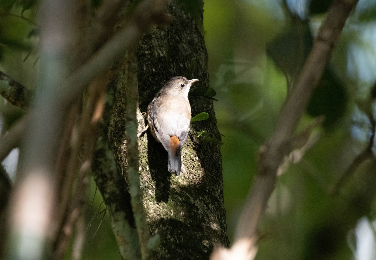 White-throated Treecreeper - ML625521630