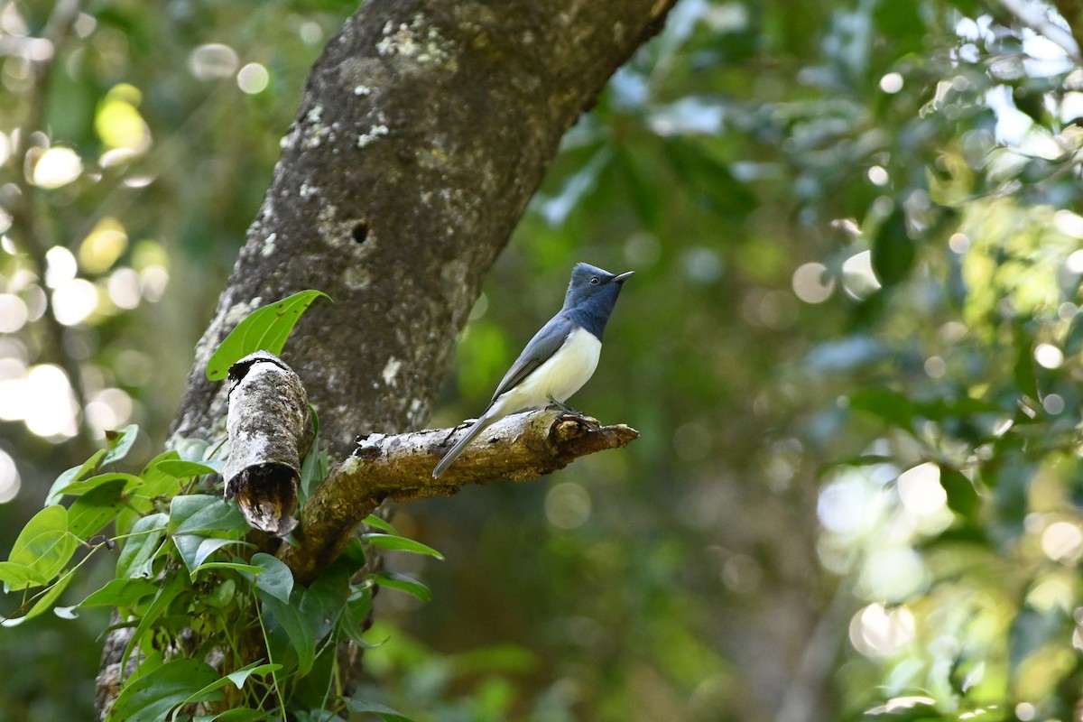 Leaden Flycatcher - ML625521638