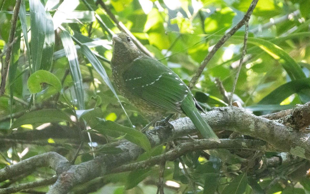 Green Catbird - ML625521640