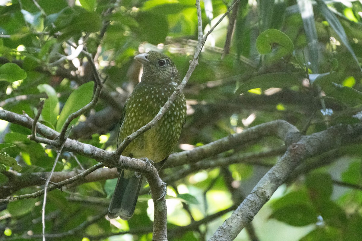 Green Catbird - ML625521641