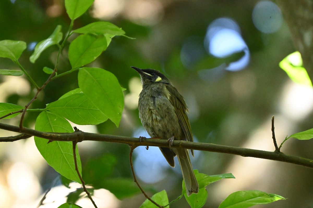 Lewin's Honeyeater - ML625521705
