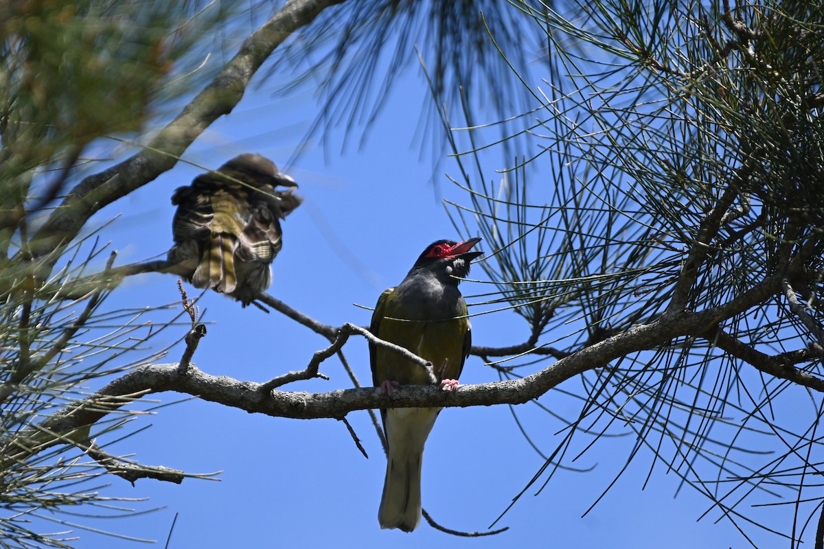 Australasian Figbird - ML625521759