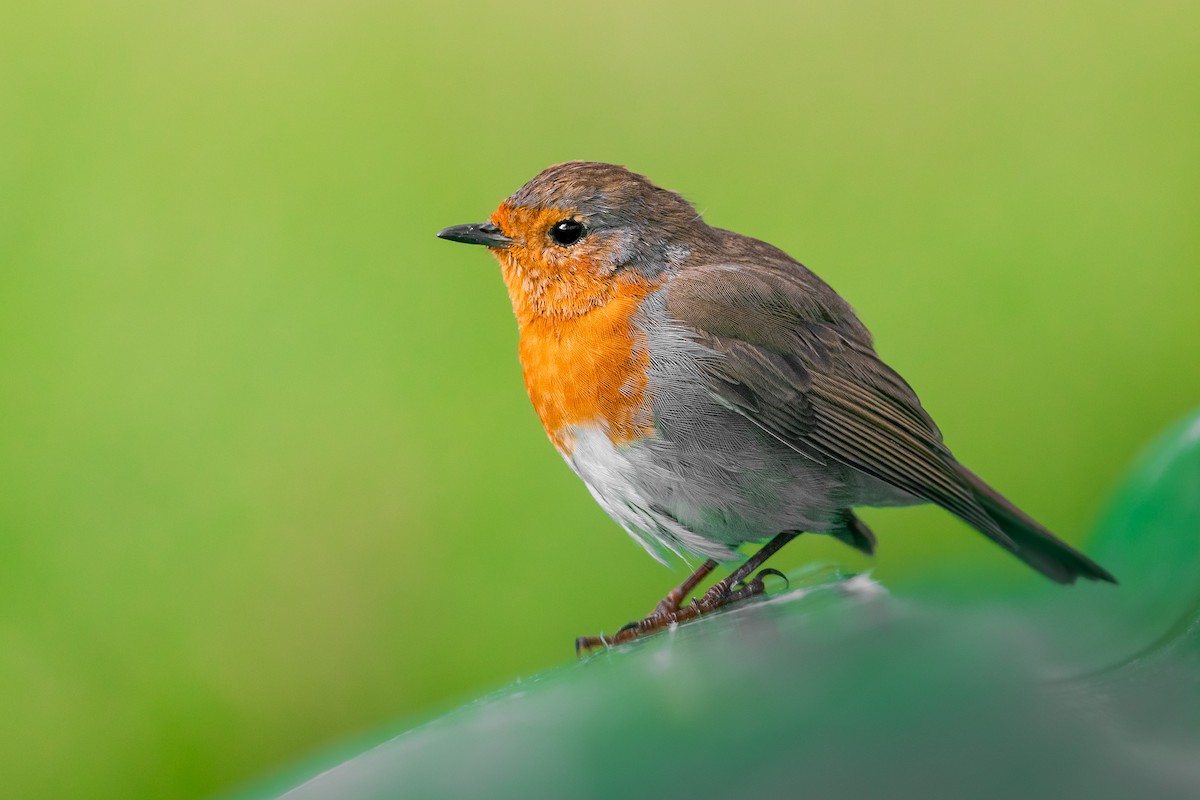 European Robin - ML625521791