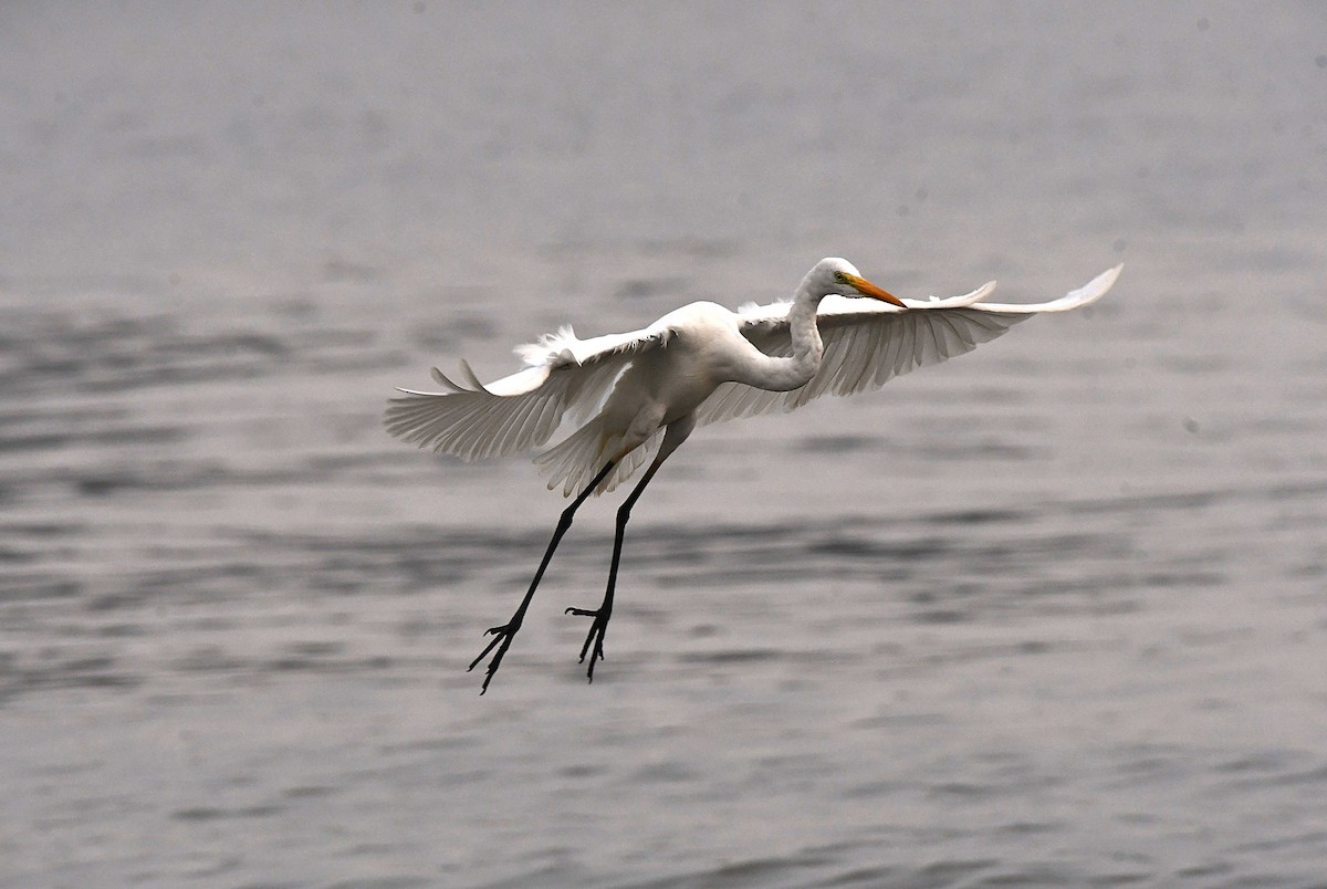 Great Egret - ML625521794