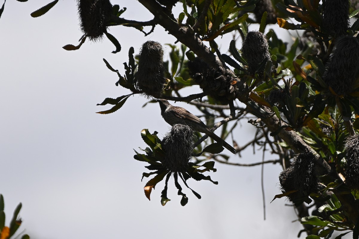 Little Wattlebird - ML625521797