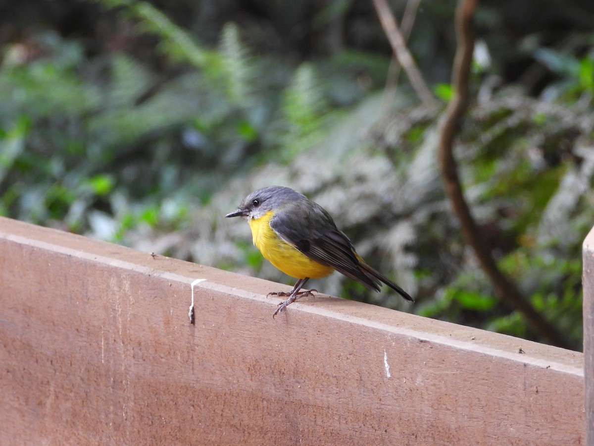 Eastern Yellow Robin - ML625521834