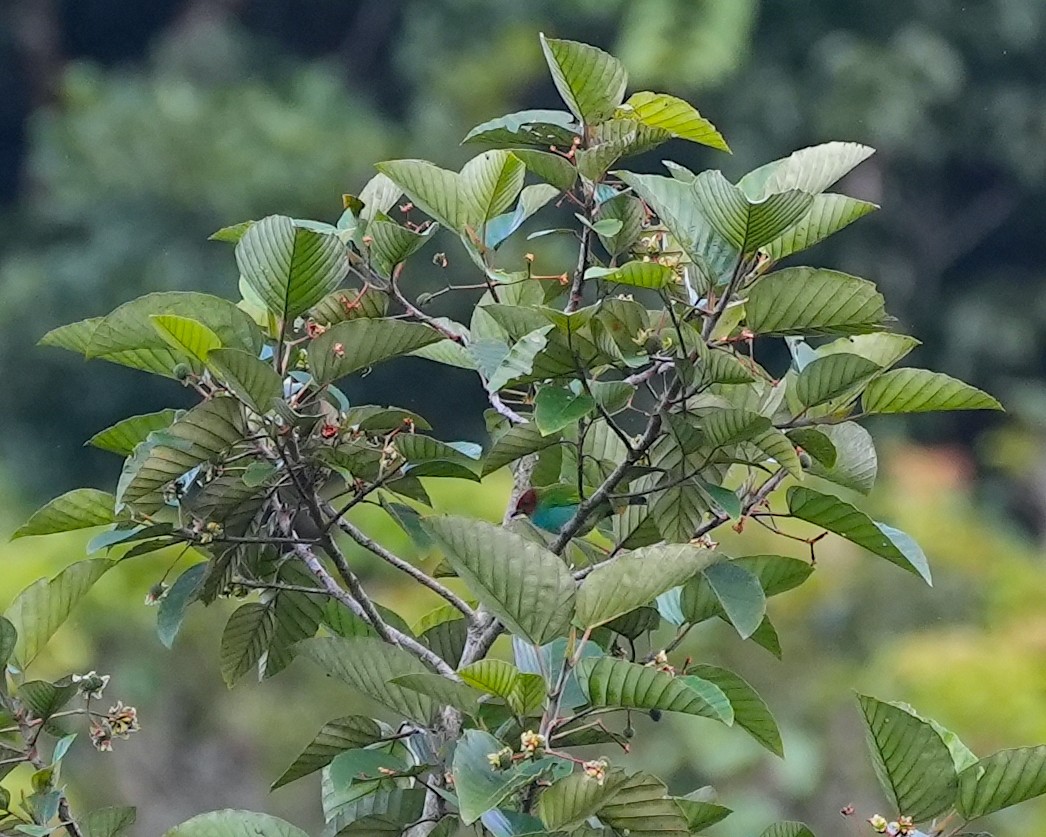 Bay-headed Tanager - ML625521857