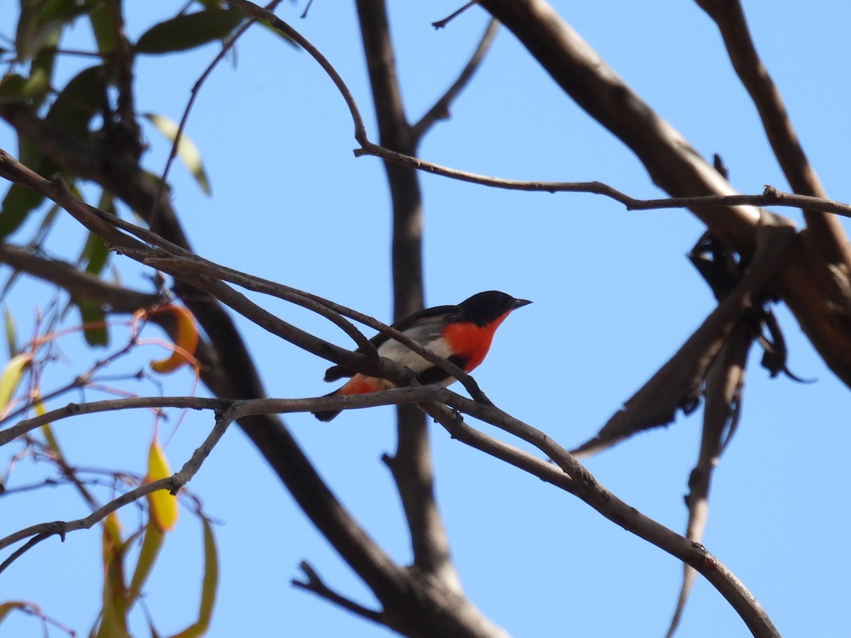 Mistletoebird - Helen Erskine-Behr