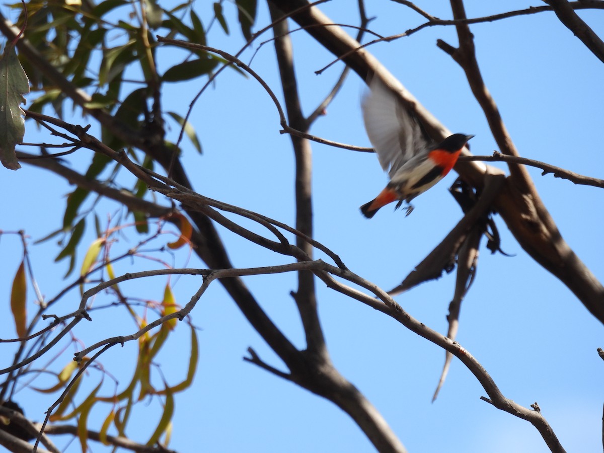 Mistletoebird - ML625522008